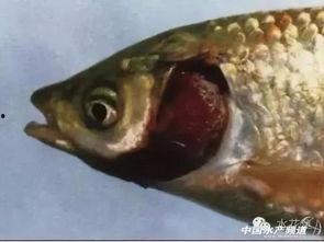 鱼吃料怎么看漂白性好坏,从鱼吃料看漂白剂性能解析